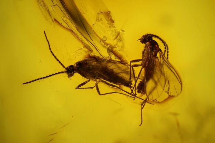 Several Detailed Fossil Flies (Diptera) In Baltic Amber #142253